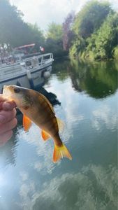 European Perch