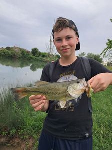 Largemouth Bass