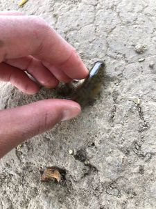 Round Goby