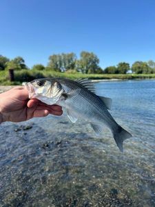 European Bass (Seabass)