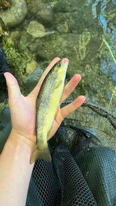 Brown Trout