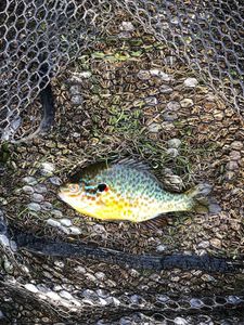 Green Sunfish
