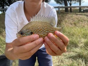 Green Sunfish