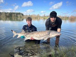 Sturgeon