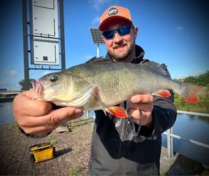European Perch