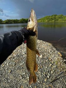 Northern Pike