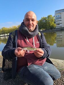 Zander