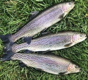 Rainbow Trout