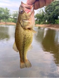 Largemouth Bass
