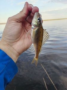 Ruffe
