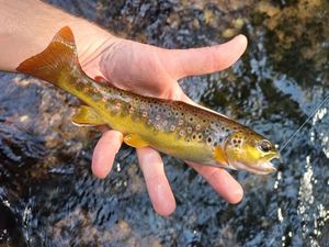 Brown Trout