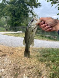 Largemouth Bass