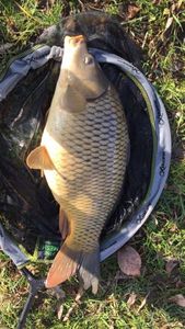 Common Carp