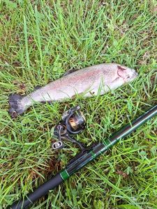 Rainbow Trout