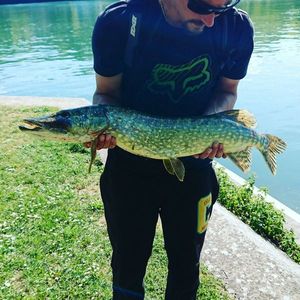 Northern Pike