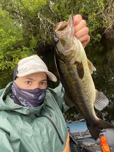Largemouth Bass