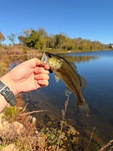 Largemouth Bass