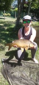 Common Carp