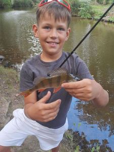 European Perch