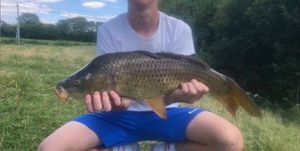 Common Carp