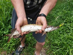 Northern Pike