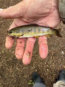 Brown Trout