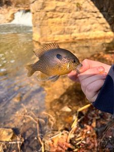 Pumpkinseed