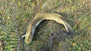 Northern Pike