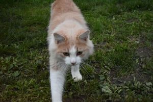 Gros lardon 