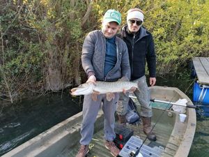 Northern Pike