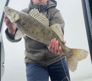 Zander