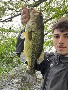 Largemouth Bass
