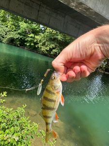 European Perch