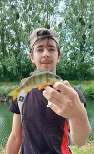 European Perch