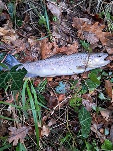 Brown Trout