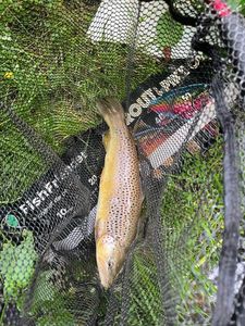 Brown Trout