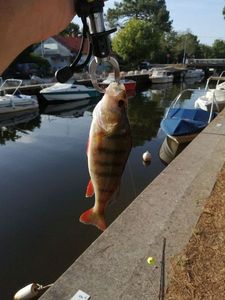 European Perch