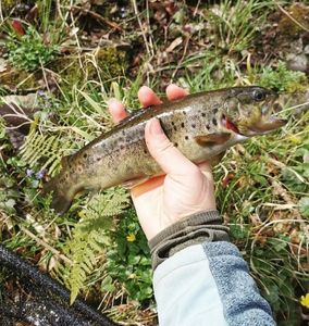 Brown Trout