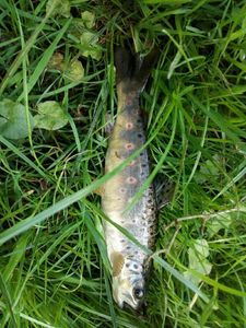 Brown Trout