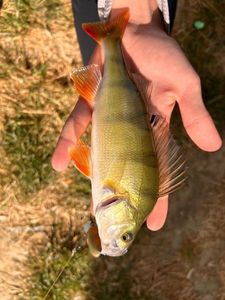 European Perch