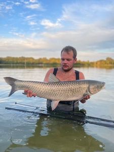 Grass Carp