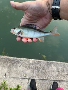European Perch