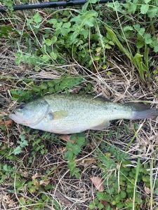 Largemouth Bass