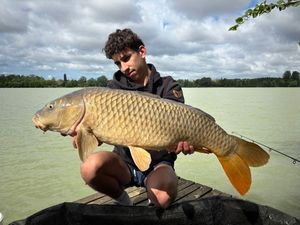 Common Carp