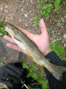 Brown Trout