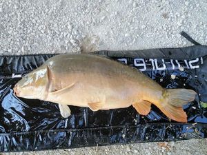 Mirror Carp
