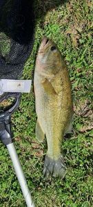 Largemouth Bass