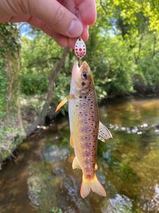 Brown Trout
