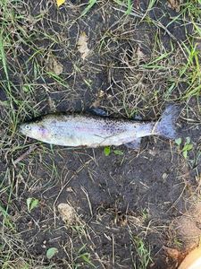 Lake Trout
