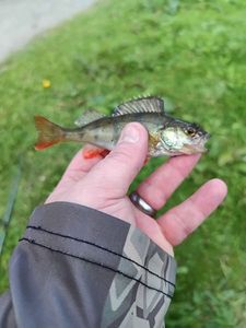 European Perch